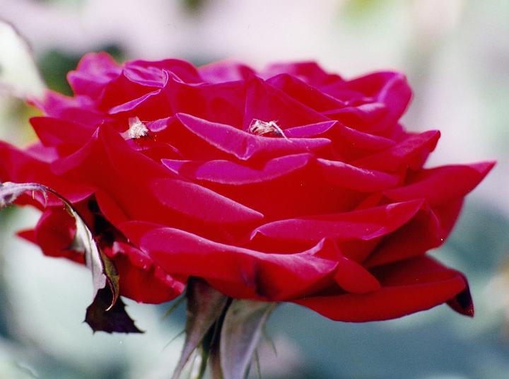 (17) rose.jpg